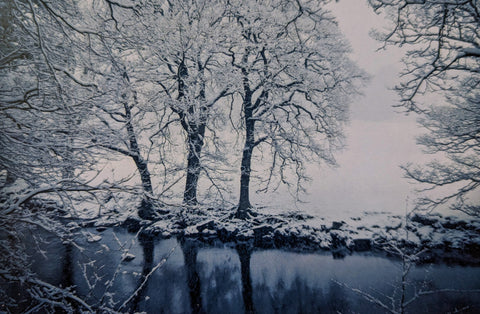 Snowy Trees and Lake - Photo - 75287